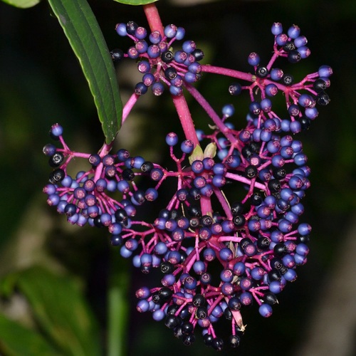 Medinilla cumingii