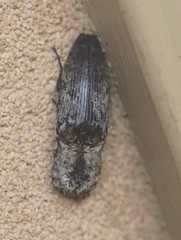 Cryptalaus prosectus