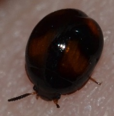 Stethotrypes raffrayi