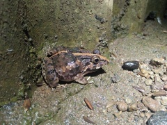 Fejervarya iskandari