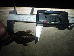 Fejervarya iskandari