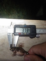 Fejervarya iskandari