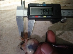 Fejervarya iskandari