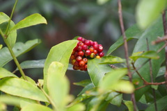 Psychotria asiatica