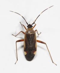 Adelphocoris rapidus