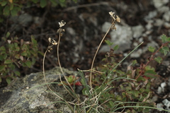 Allium vodopjanovae