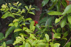 Psychotria asiatica