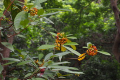 Psychotria asiatica