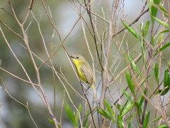 Pseudocolopteryx dinelliana