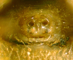 Mecaphesa carletonica