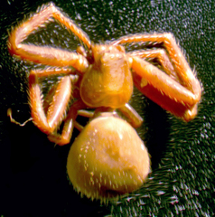 Mecaphesa carletonica