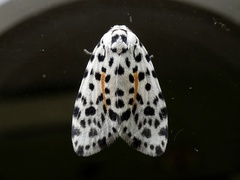 Clemensia leopardina