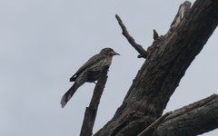 Acanthagenys rufogularis