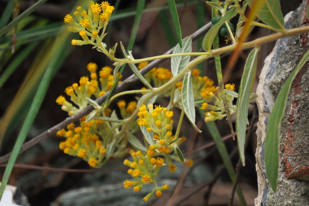 Duhaldea cappa (Duhaldea cappa)