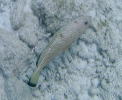 Epinephelus guttatus