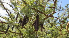 Vachellia astringens