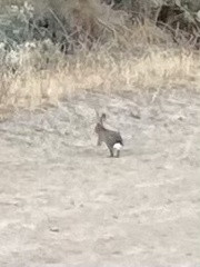 Sylvilagus audubonii