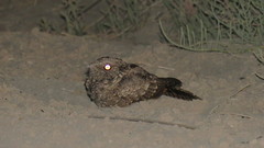 Hydropsalis torquata