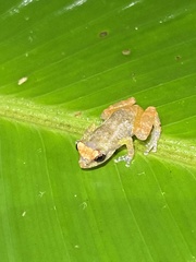 Diasporus