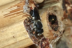 Megachile lucidiventris