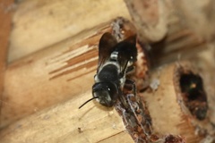 Megachile lucidiventris