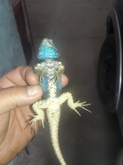 Sceloporus torquatus