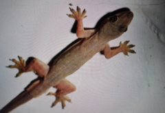 Hemidactylus platyurus