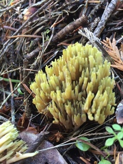 Ramaria apiculata