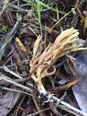 Ramaria apiculata