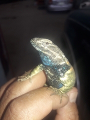 Sceloporus torquatus