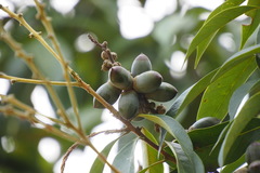 Lithocarpus glaber