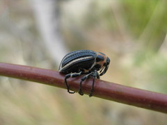 Neodiplogrammus quadrivittatus