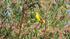 Pseudocolopteryx dinelliana