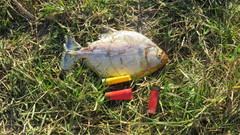 Serrasalmus maculatus