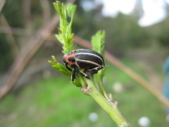 Neodiplogrammus quadrivittatus