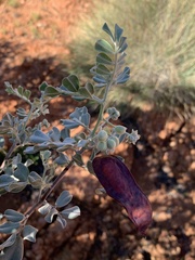 Senna artemisioides helmsii