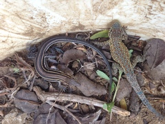 Aspidoscelis hyperythrus beldingi