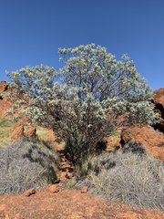 Senna artemisioides helmsii