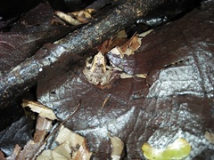 Microhyla palmipes