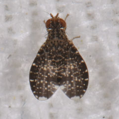 Trypetisoma sticticum