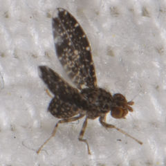 Trypetisoma sticticum