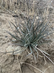 Hesperoyucca