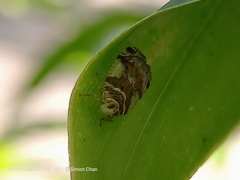 Lophopinae