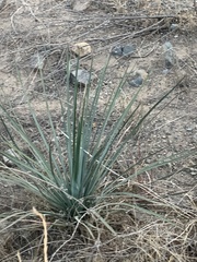 Hesperoyucca