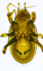Pergamasus