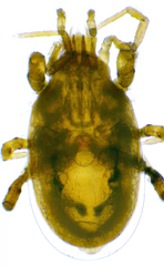 Pergamasus