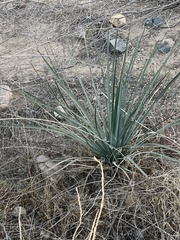 Hesperoyucca
