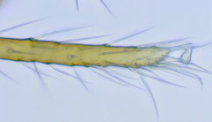 Pergamasus