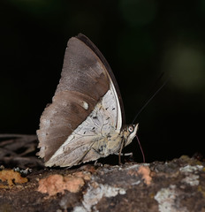 Archaeoprepona amphimachus pseudomeander