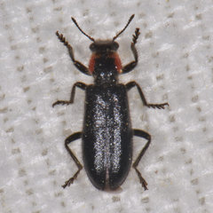 Placopterus thoracicus